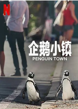 南非纪录片《企鹅小镇》[2021年][夸克网盘][中文字幕]-抱布贸丝影视资源网