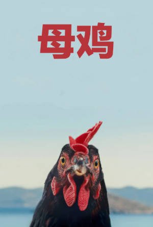 德国电影《母鸡》[2025年][家庭][夸克网盘][中文字幕]-抱布贸丝影视资源网