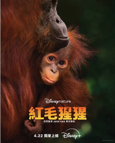 美国纪录片《红毛猩猩》[2026年][][夸克网盘][中文字幕]-抱布贸丝影视资源网
